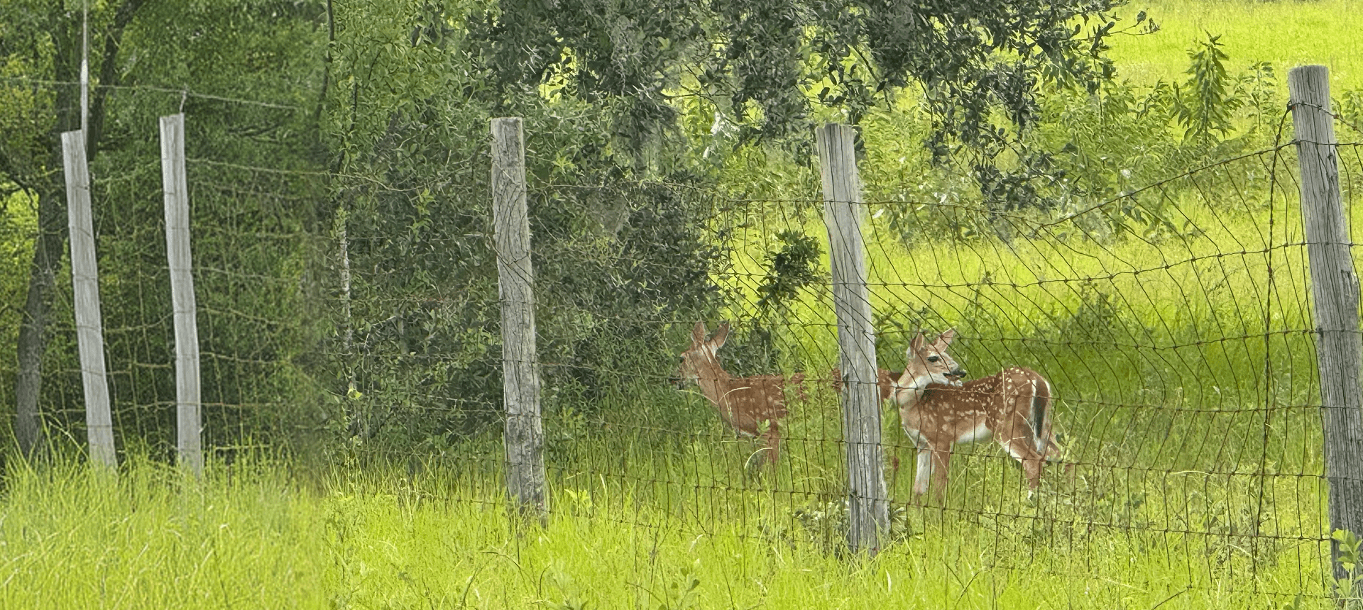 Fawns by a wooden fence